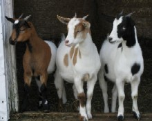 FlevoHill Acres Calico Rose - Molly Brown - Twinkle toes